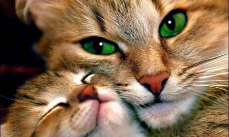 cats-lovely-cat-green-eyes