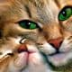 cats-lovely-cat-green-eyes