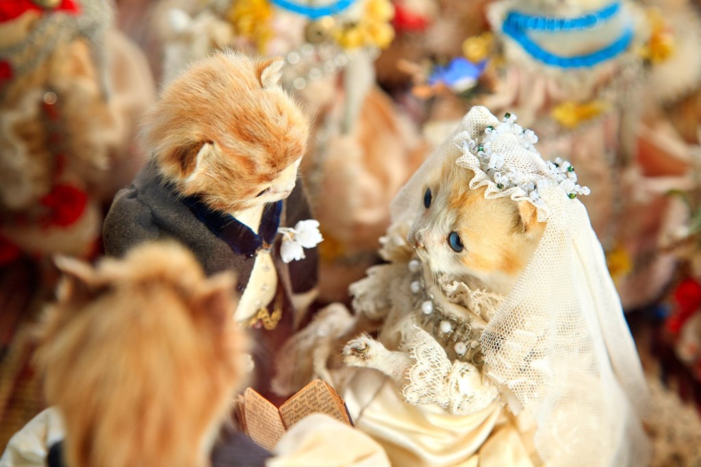 Kitömött macskakölykök esküvője – cuki vagy morbid?