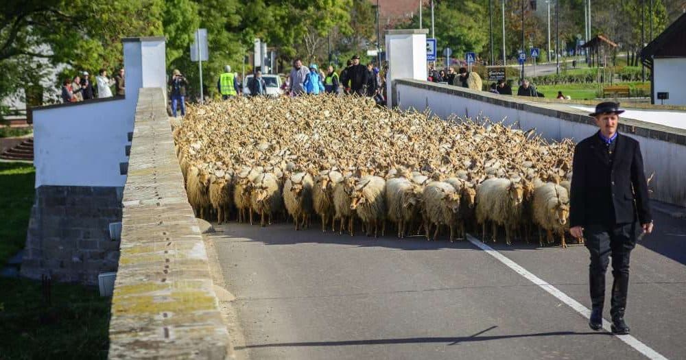 Ma nem kell aggódni, ha birkák vannak az autóúton