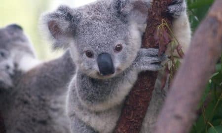 koalák
