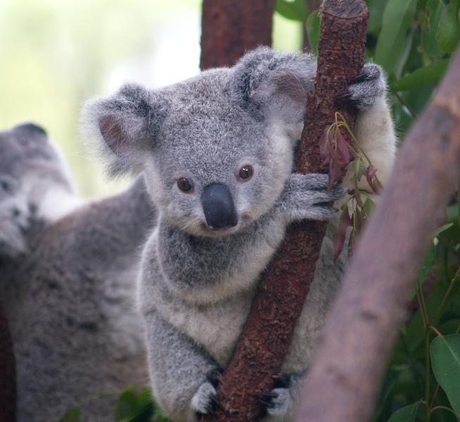 koalák
