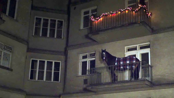 ló az erkélyen