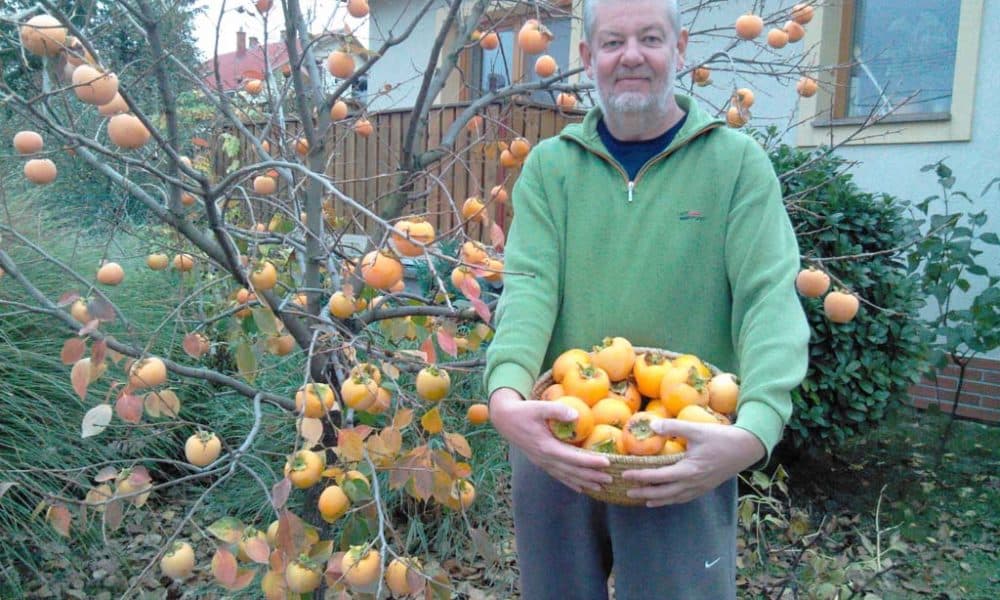 Van egy gyümölcs a kertemben, ami hihetetlen gyógyítóerővel rendelkezik