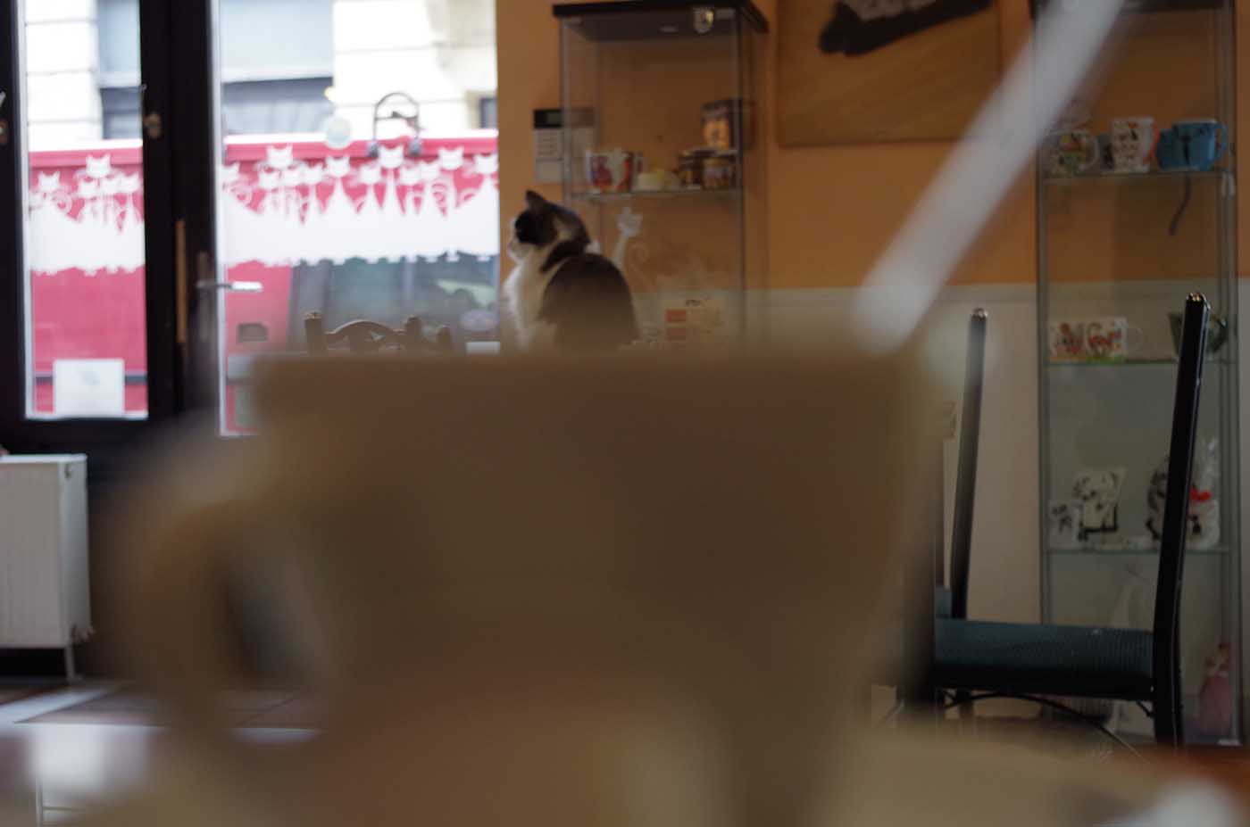 Cat Café