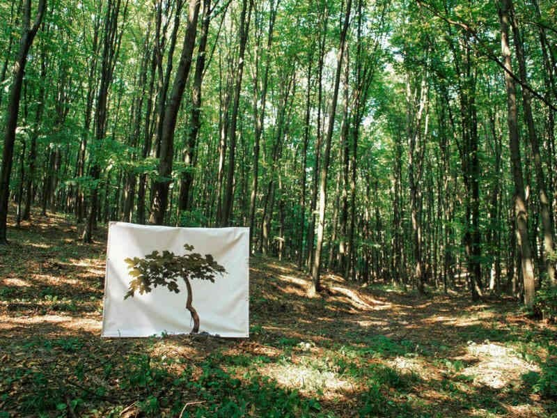 Je suis bonsai… – mondhatnánk fájdalmas-divatosan. De nem mondjuk.