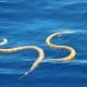 rövidorrú tengeri kígyó