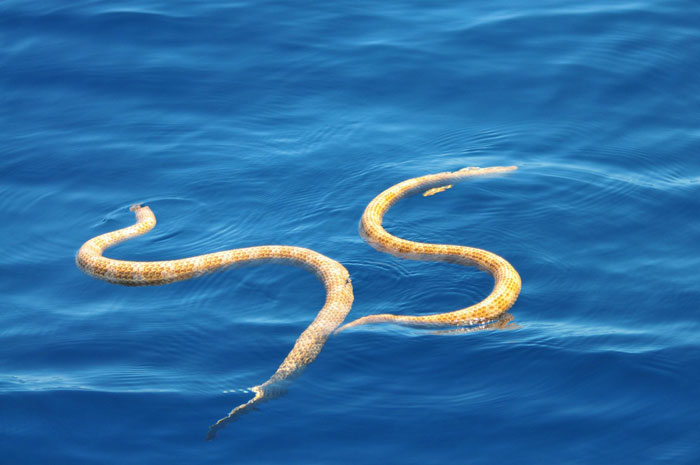rövidorrú tengeri kígyó