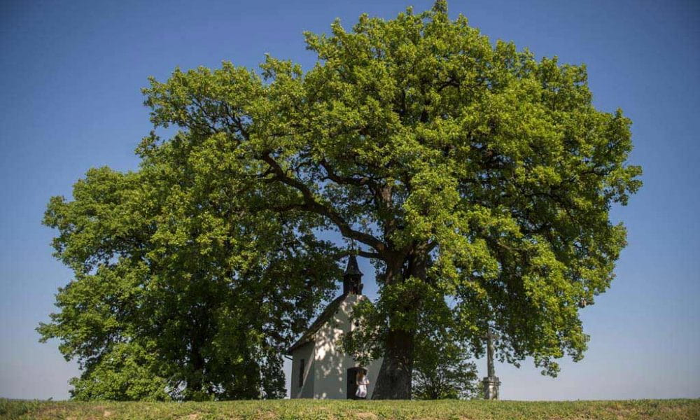 A gyönyörű bátaszéki molyhos tölgy lett Európa legszebb fája
