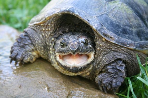 A nem őshonos teknősöknek nincs maradásuk a Feneketlen-tóban