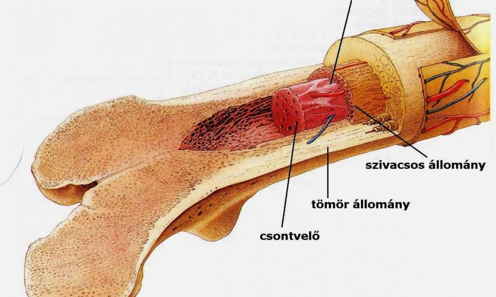 Tudományos áttörés: magzatvízben lévő őssejtek visszafordítják a csontöregedést