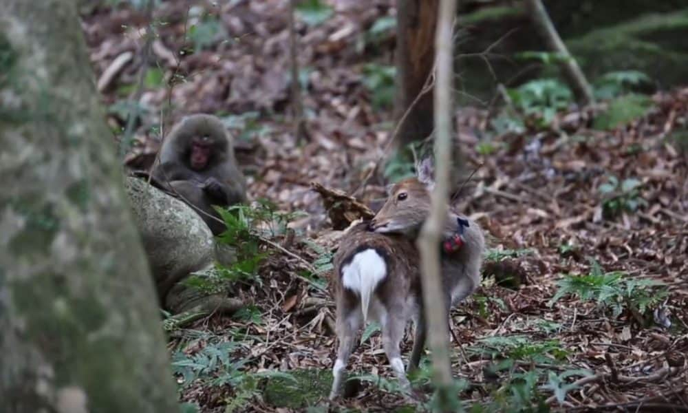 A tüzes makákó és a szexi szarvastehén 18+ video