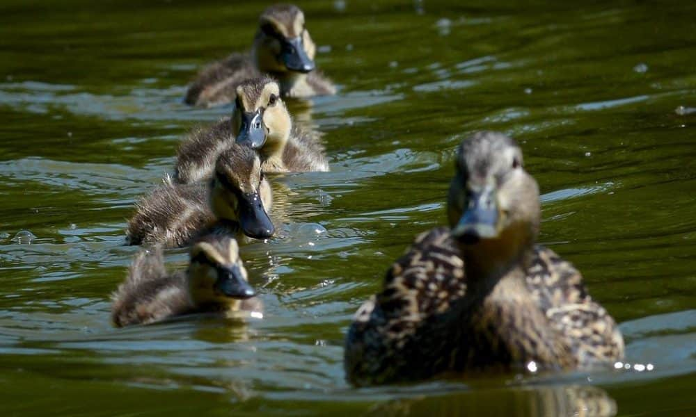 A nap fotója: A tőkés réce család