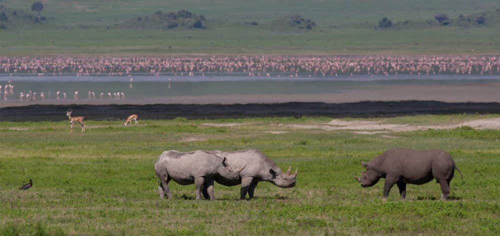 Jól szaporodnak a rinocéroszok a Ngorongoro-kráterben