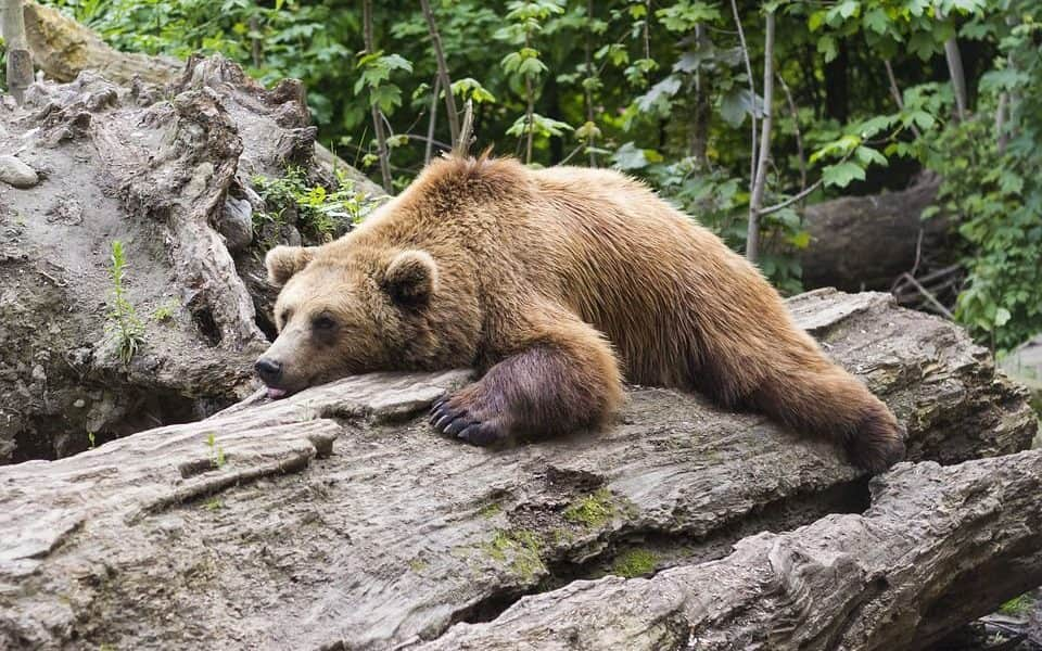 Valahol fogva tarthatták a vándorló medvét