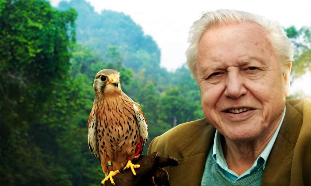 David Attenborough elmondja, miért ül majd az emberek székében