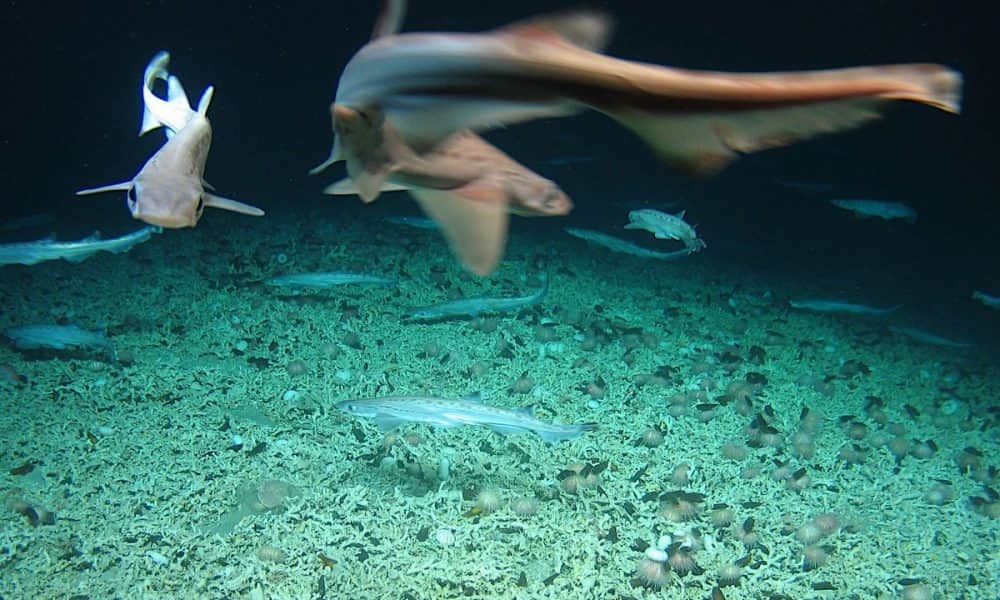 Hatalmas cápakeltetőre bukkantak az Atlanti-óceánban