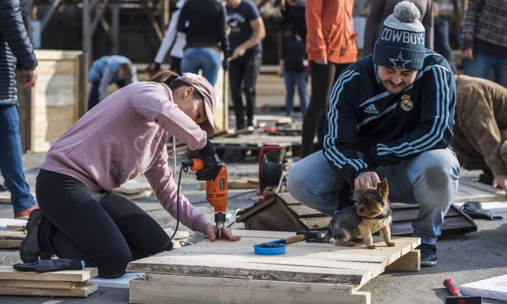 A nap fotója: Kutyaházépítő barkácsnap egy fatelepen