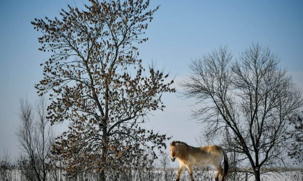 A nap fotója: Ázsiai vadlovak a Hortobágyon