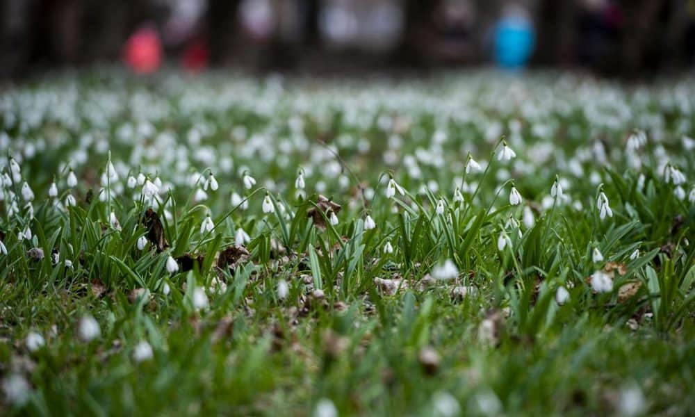 A nap fotója: Hóvirágszőnyeg az Alcsúti Arborétumban