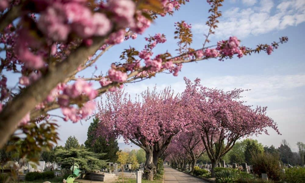 A nap fotója: Virágzó japán cseresznyefák