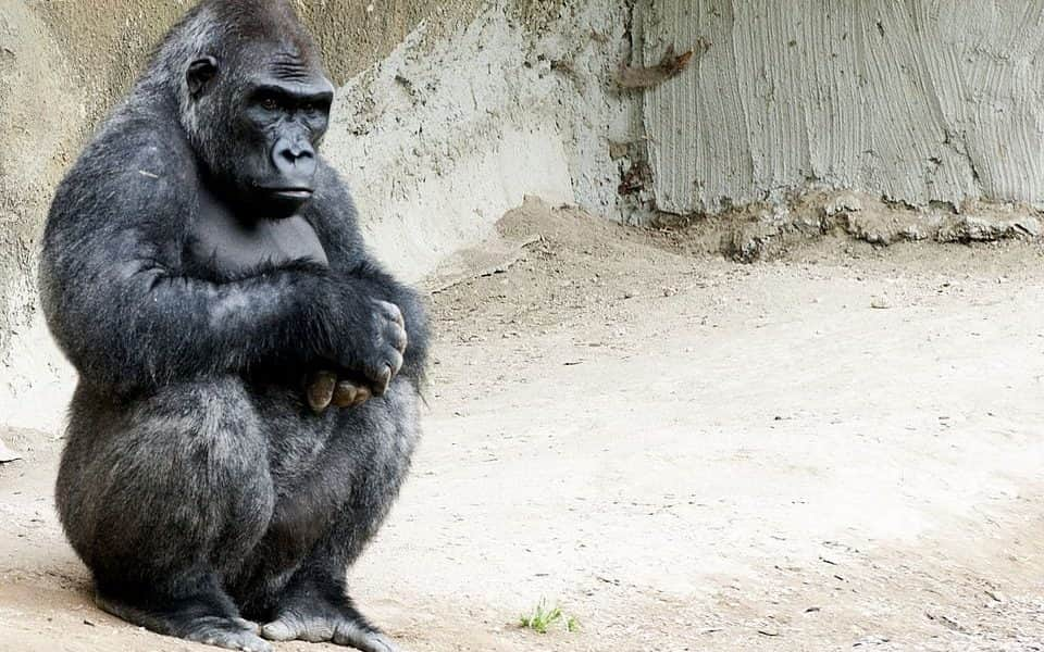 A gorillák különlegesen viselkednek halott társaikkal