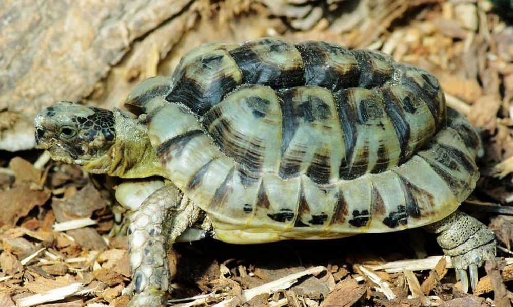 Valaki agyonütötte az Állatkert görög teknősét