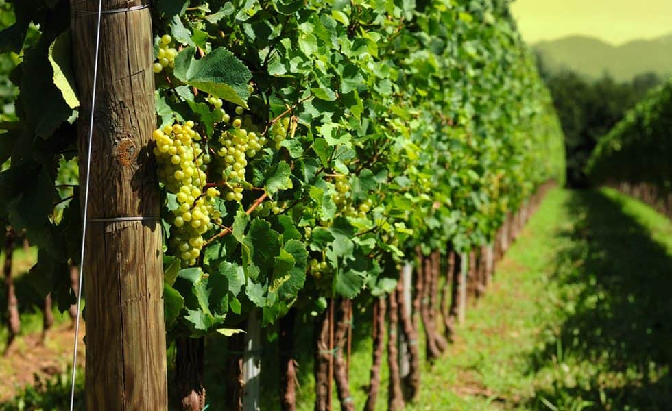 A burgundi bor és szőlő is a klímaváltozás hírnöke