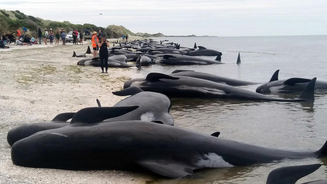 Több mint tucatnyi delfin pusztult el Mauritius partjainál