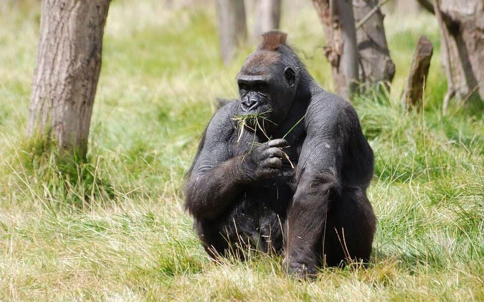 Hím gorillákat akar leölni az állatkert