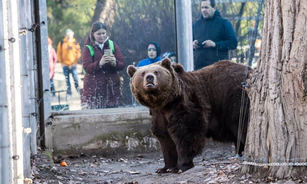 A férfi karjába harapott a medve Szovátán, a rendőrség testi sértés miatt körözi a medvét