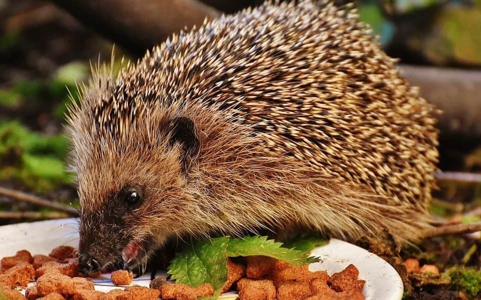 Így tudsz vigyázni a sünökre a tavaszodó kertben