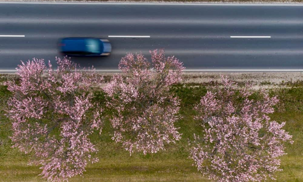 A nap fotója: Virágzó mandulafák Balatongyöröknél