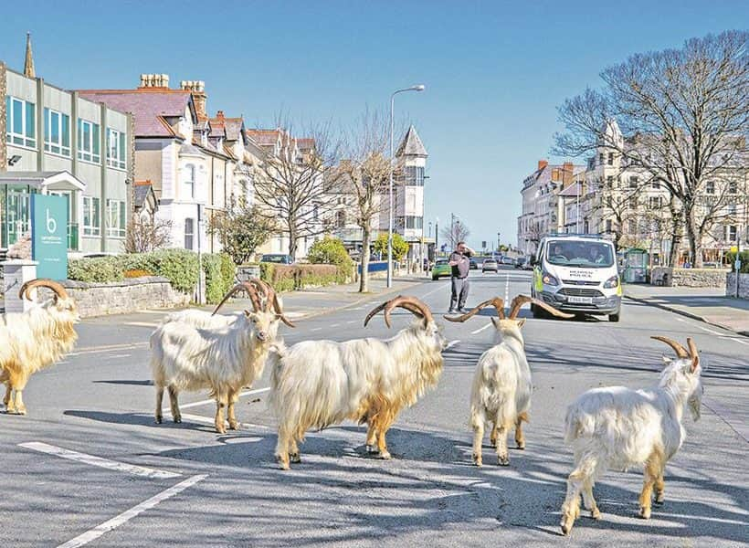 Lejöttek a kecskék a hegyekből megnézni, mi történik a városban koronavírus idején