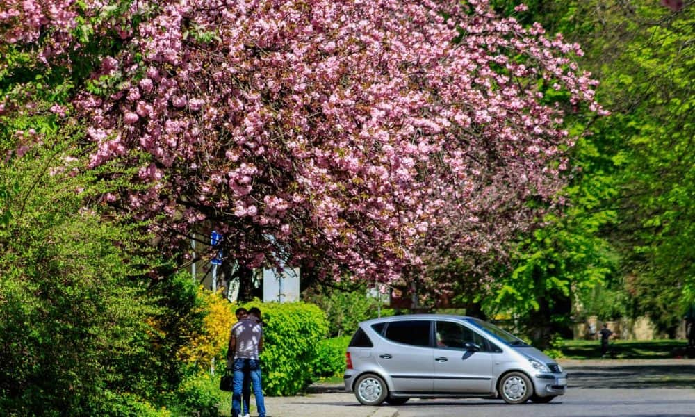 A nap fotója: Virágzik a japáncseresznye