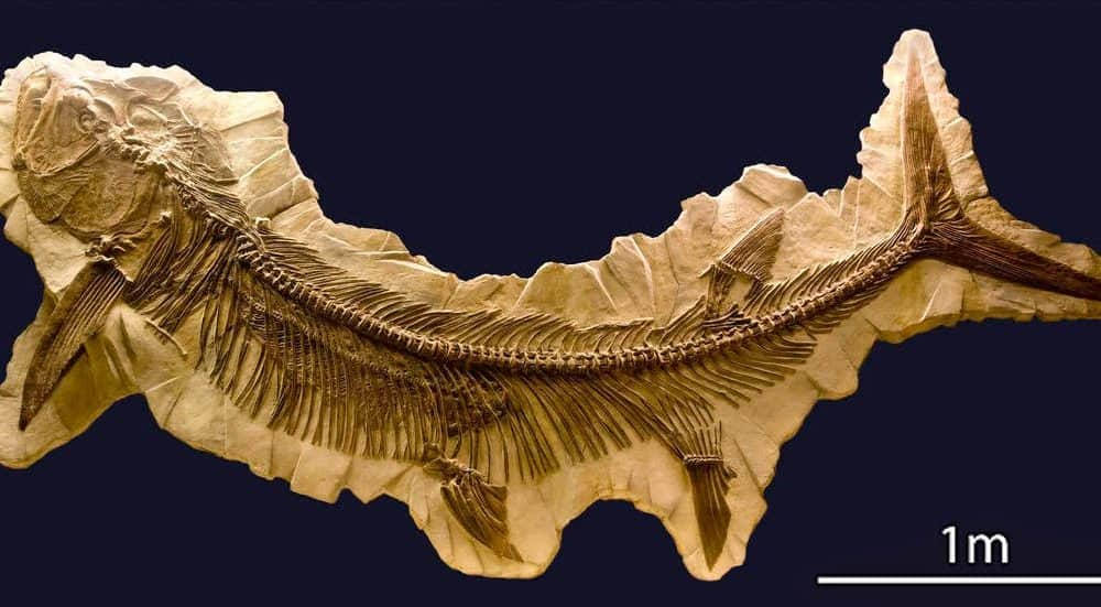 Rémisztő külsejű, 6 méteres és 70 millió éves halfosszíliát találtak