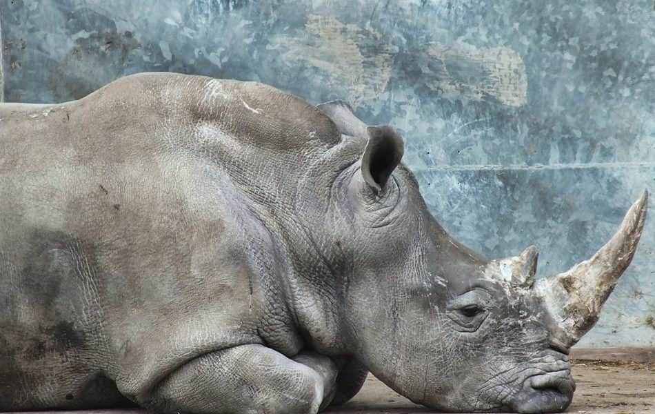 Beléptünk a tömeges kihalás hatodik korszakába