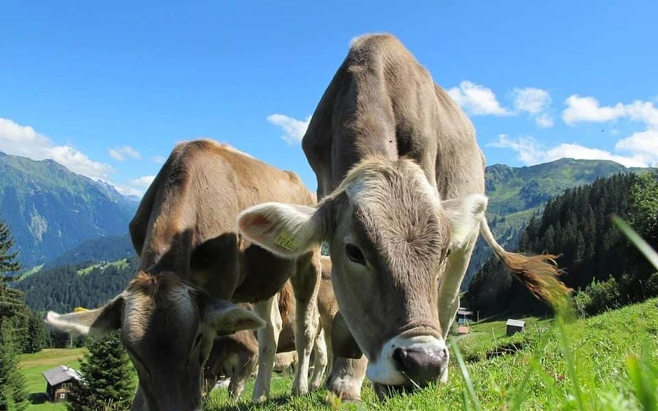 A tehenek legelés közben fölismerik és osztályozzák a növényeket