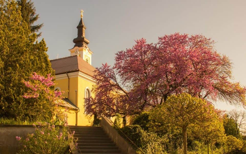 A mélykúti júdásfa nyerte az Év fája címet