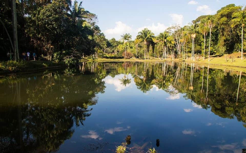 33 éve tanulmányozza a brazil őserdőt, meglepő eredményre jutott