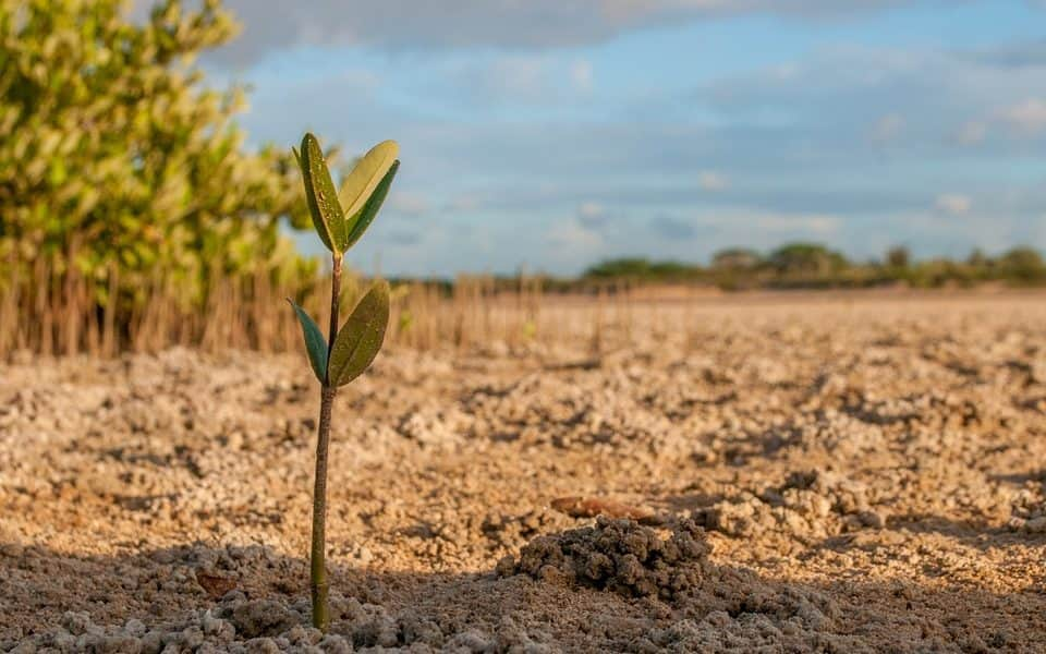 100 ezer fánál tart a 10 millió Fa Alapítvány