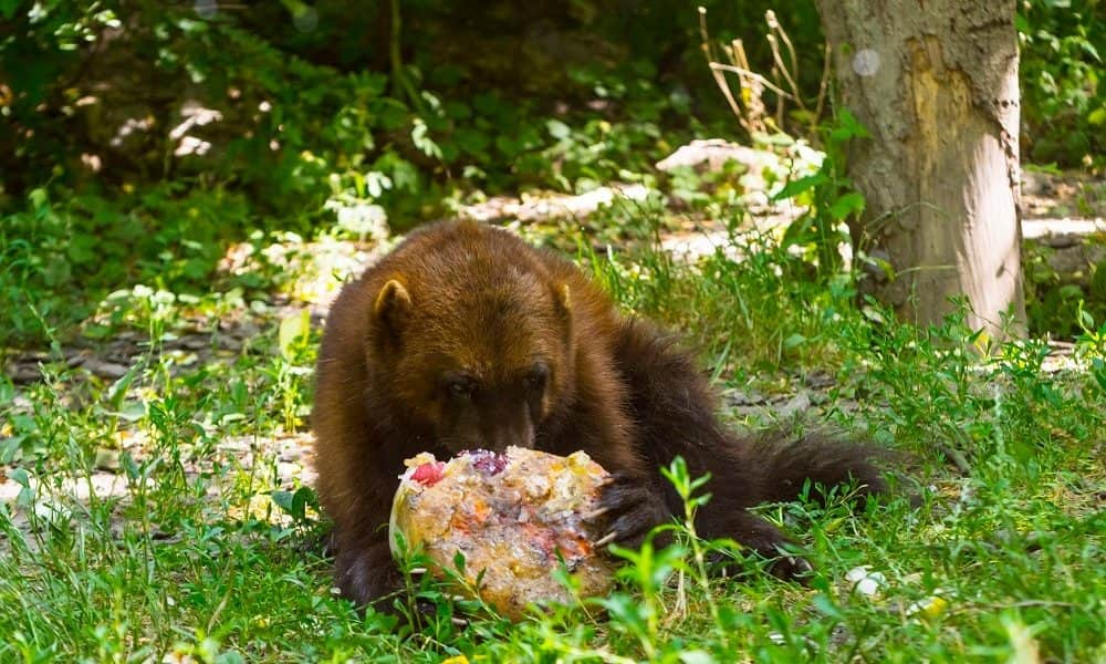 Véres fagyival kedveskednek a kánikulában a ragadozóknak