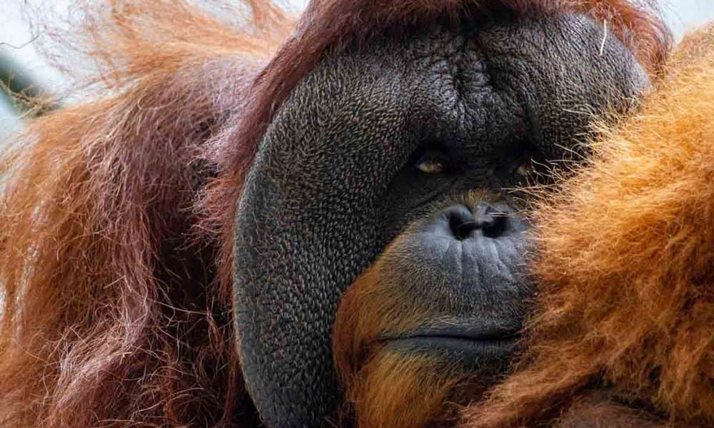 Az orangutánok maguktól jönnek rá, hogyan kell egy eszközzel feltörni a dióféléket