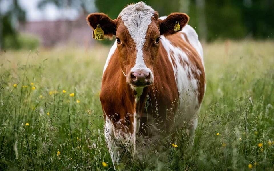 Vécéhasználatra szoktatják a szarvasmarhákat