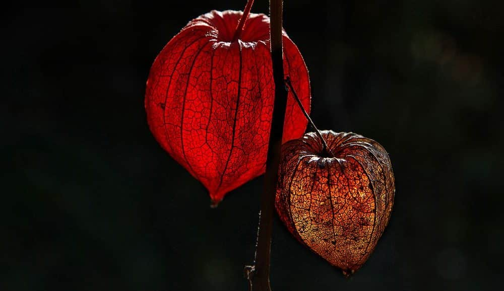 A nap fotója: A lampionvirág