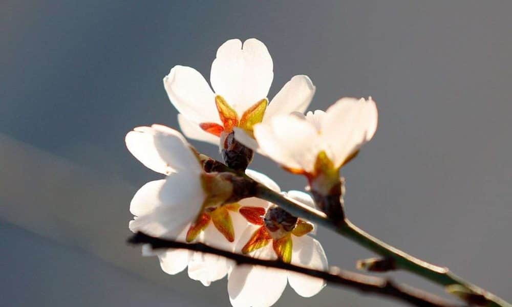 A nap fotója: Virágzó fák Gyenesdiáson