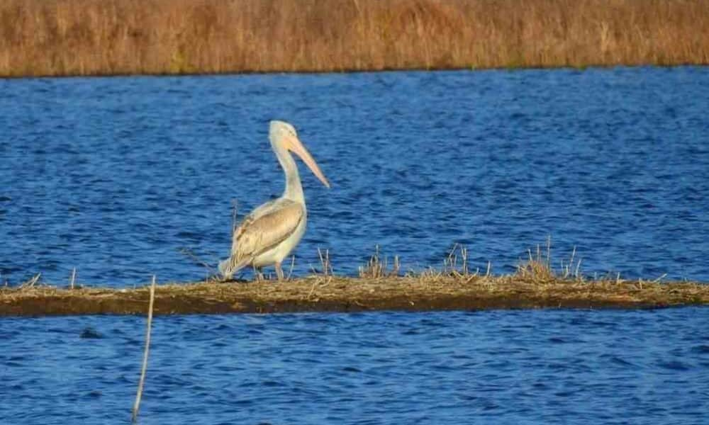 Borzas gödény embernagyságú példányát látták