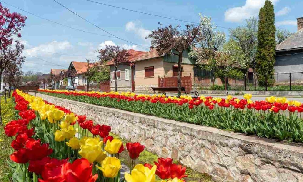 A nap fotója: Több tízezer tulipán Kalotaszentkirály utcáin