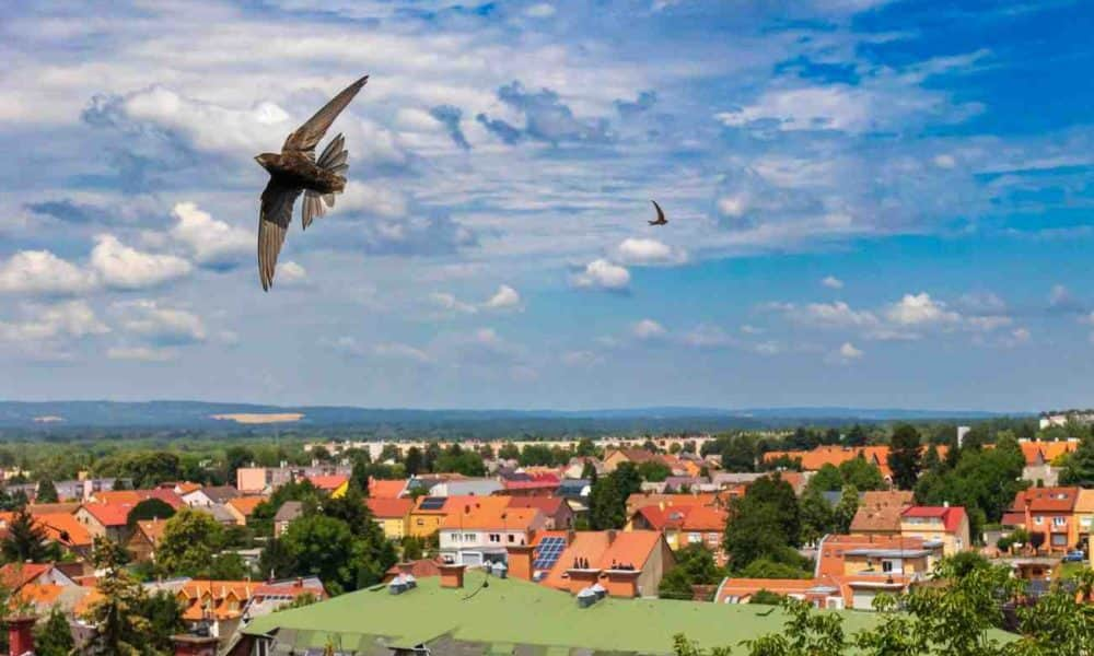 A nap fotója: Különleges sarlófecskék Nagykanizsán