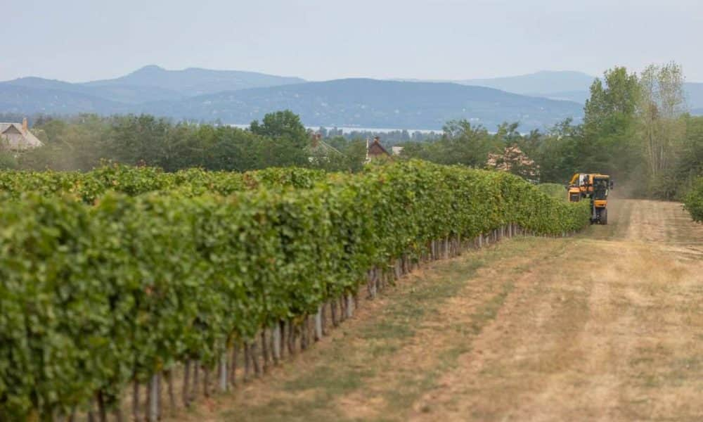 A nap fotója: Elindult a csabagyöngye-szüret a Balatonnál